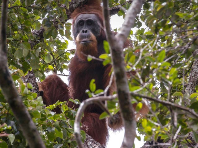 A Tapanuli orangutan in the Batang Toru rainforest, its only known habitat, on Sumatra island