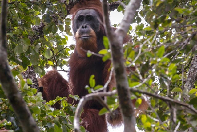 A Tapanuli orangutan in the Batang Toru rainforest, its only known habitat, on Sumatra island