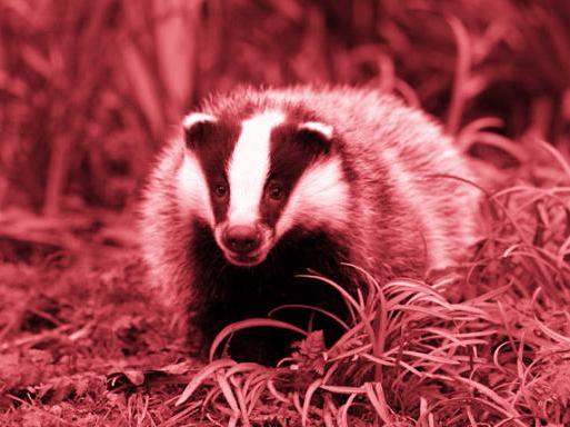 Nearly 20,000 badgers were killed last year in efforts to eradicate bTB
