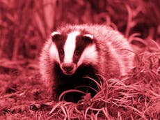 How much does badger culling cost and is it working?