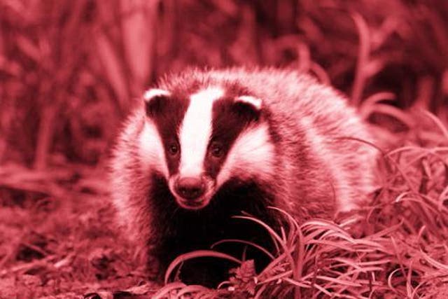 Nearly 20,000 badgers were killed last year in efforts to eradicate bTB