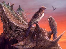 Extinction mystery deepens after discovery of dinosaur-era bird fossil