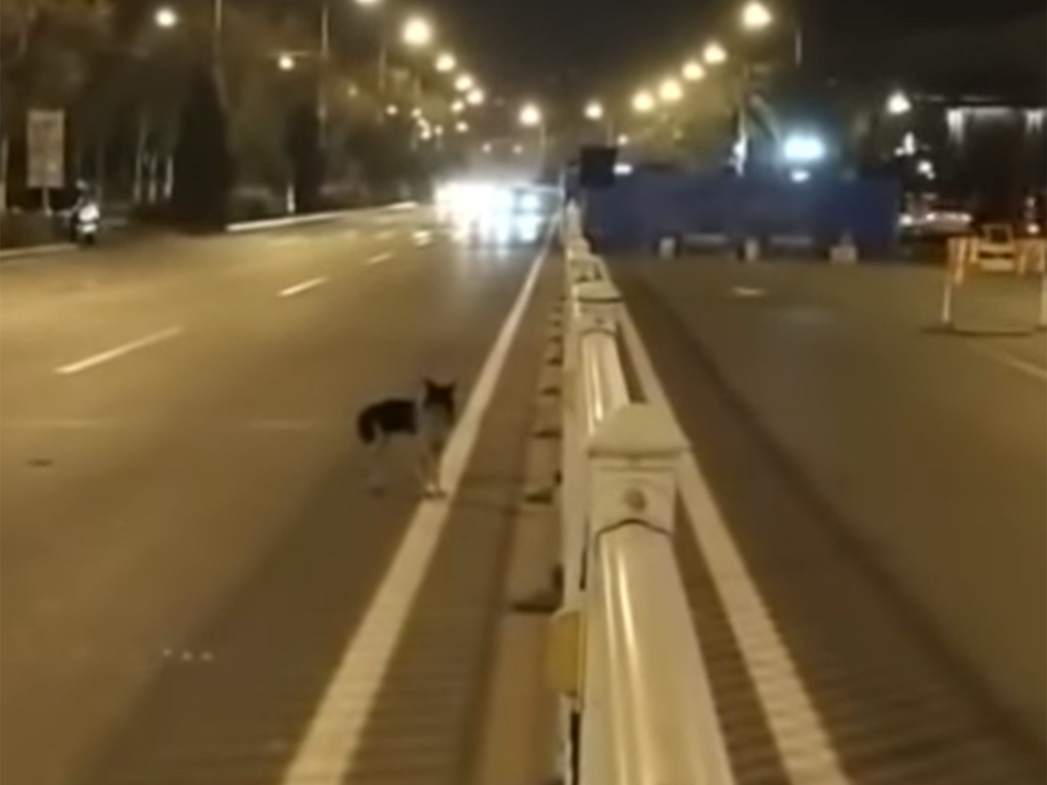 The dog has been seen waiting by the road in Inner Mongolia
