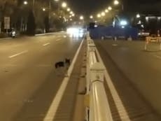 Loyal dog waits more than 80 days on road where owner died