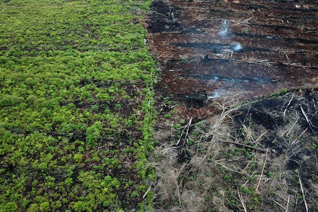 A protected area of the Rawa Singkil wildlife reserve is burnt in preparation for a palm oil plantation, March 3 2018