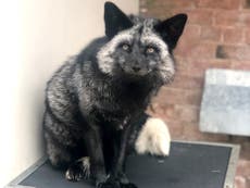 ‘Very rare’ silver fox found in Cheshire garden