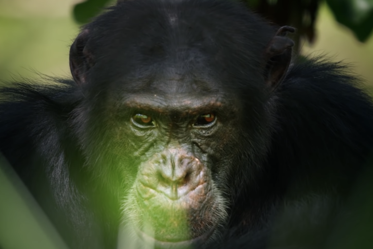 Chimp featured in David Attenborough's Dynasties found ...