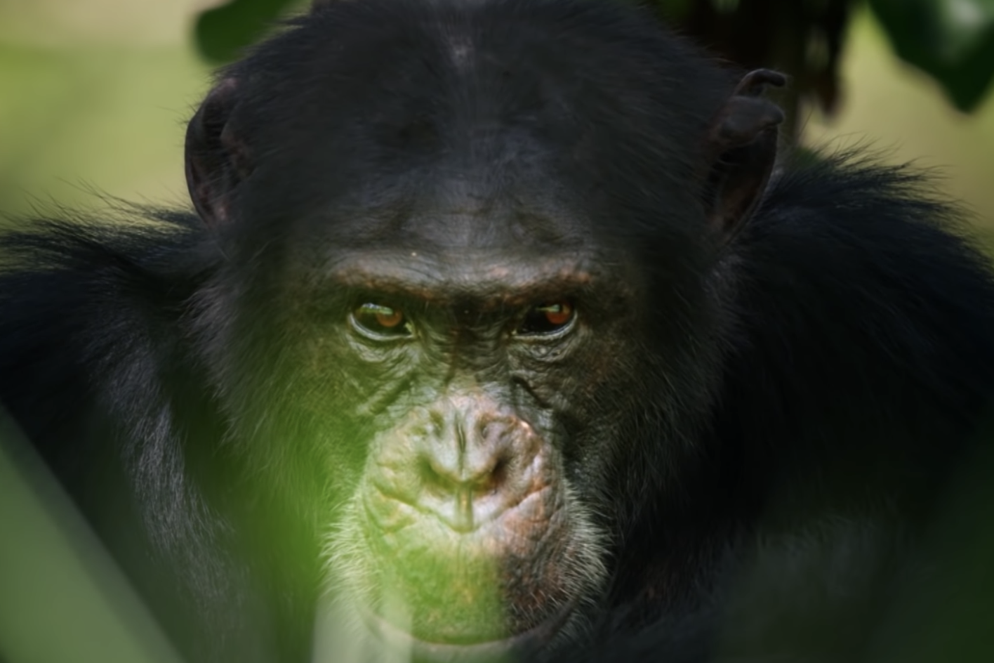 Joel David Moore Gay Porn - Chimp featured in David Attenborough's Dynasties found ...