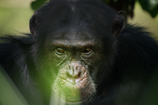 Chimp featured in David Attenborough's Dynasties found beaten to death