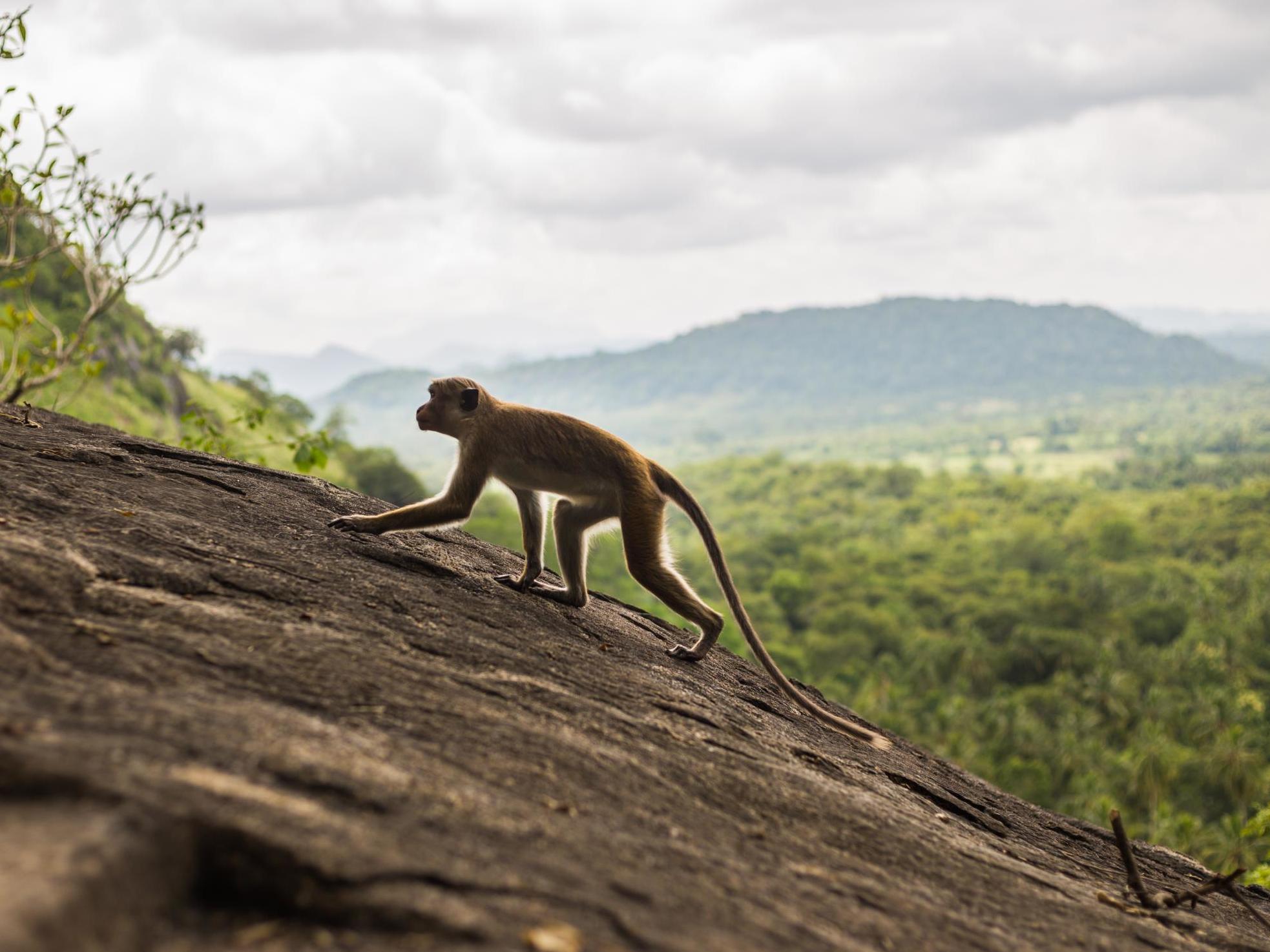Обезьяна токи. Обезьяна с длинным хвостом Шри Ланка. Monkey Walking. Gifs a Climbing Monkey. A picture of a Climbing Monkey for Kids.
