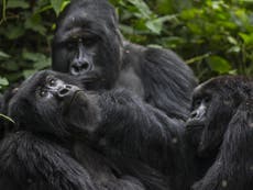 Fin whales and mountain gorillas pulled back from brink of extinction
