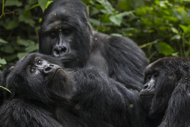 Anti-poaching efforts have helped boost mountain gorilla numbers by hundreds in recent decades