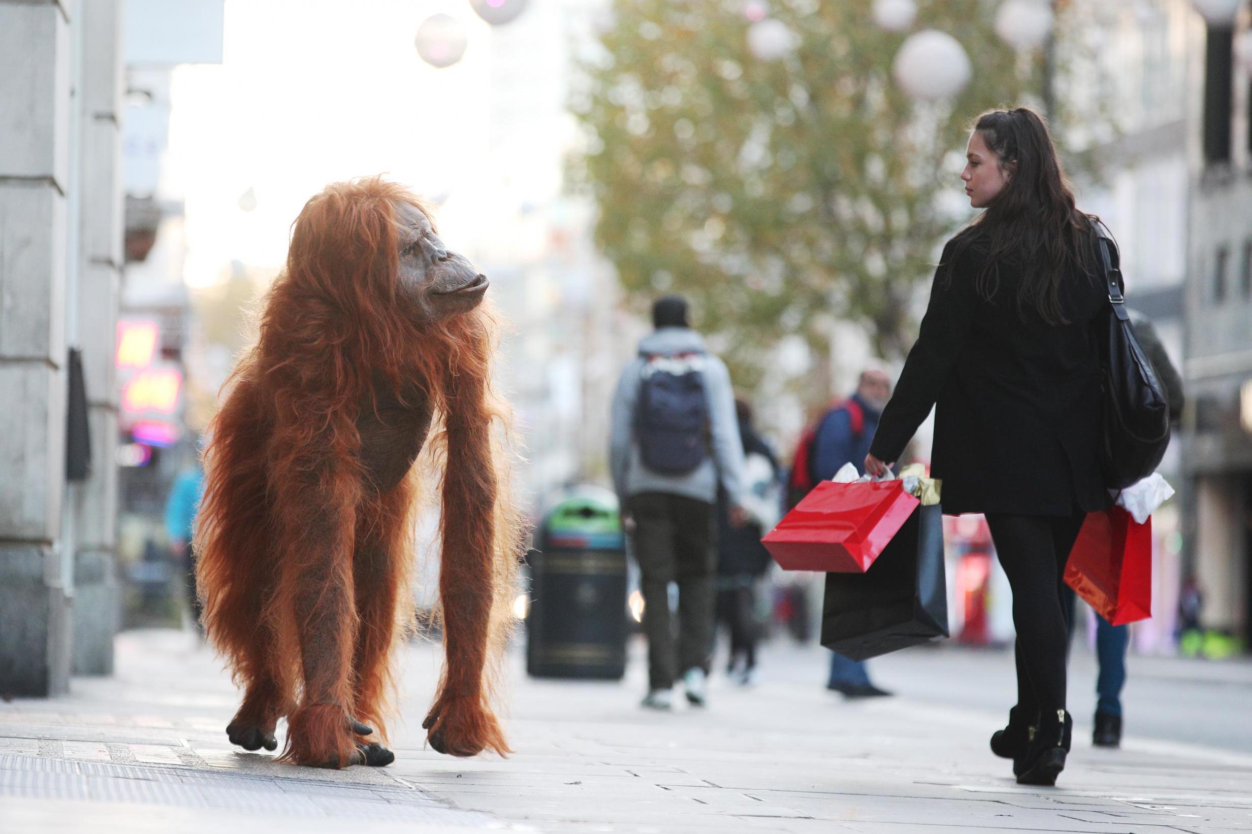 is emma thompson the voice behind the 2020 orangatan christmas advert banned Iceland Orangutan Spotted Across London Following Christmas Advert Ban The Independent The Independent is emma thompson the voice behind the 2020 orangatan christmas advert banned