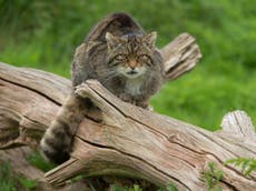 Science news in brief: Scottish wildcat test to discovery of tiny ape