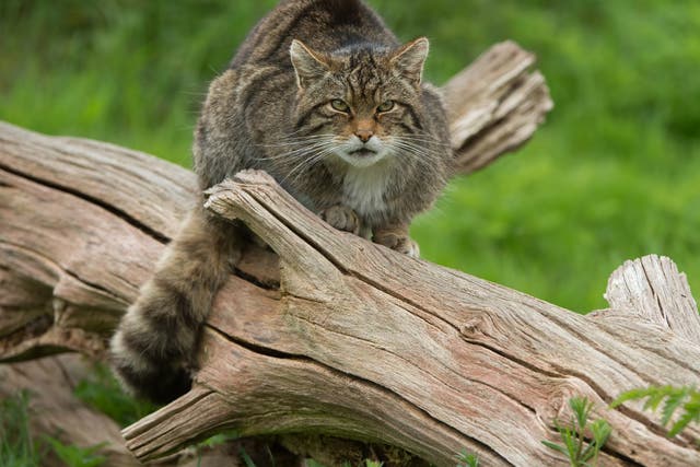 There are as few as 45 wildcats left in the highlands