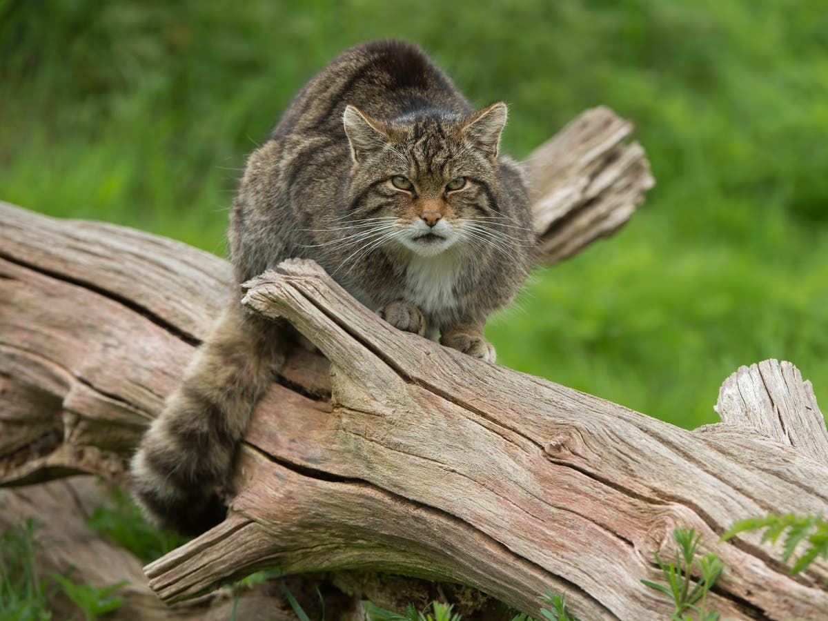 Science News In Brief A Test For Scottish Wildcats To A Discovery Of A Tiny Ape The Independent The Independent