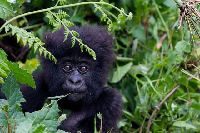 Mountain gorillas have bounced back in recent years thanks to concerted conservation efforts