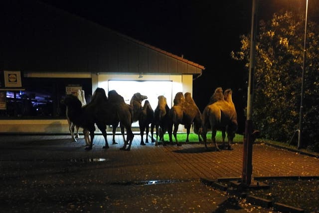 Six camels were found near a closed Lidl shop in Germany