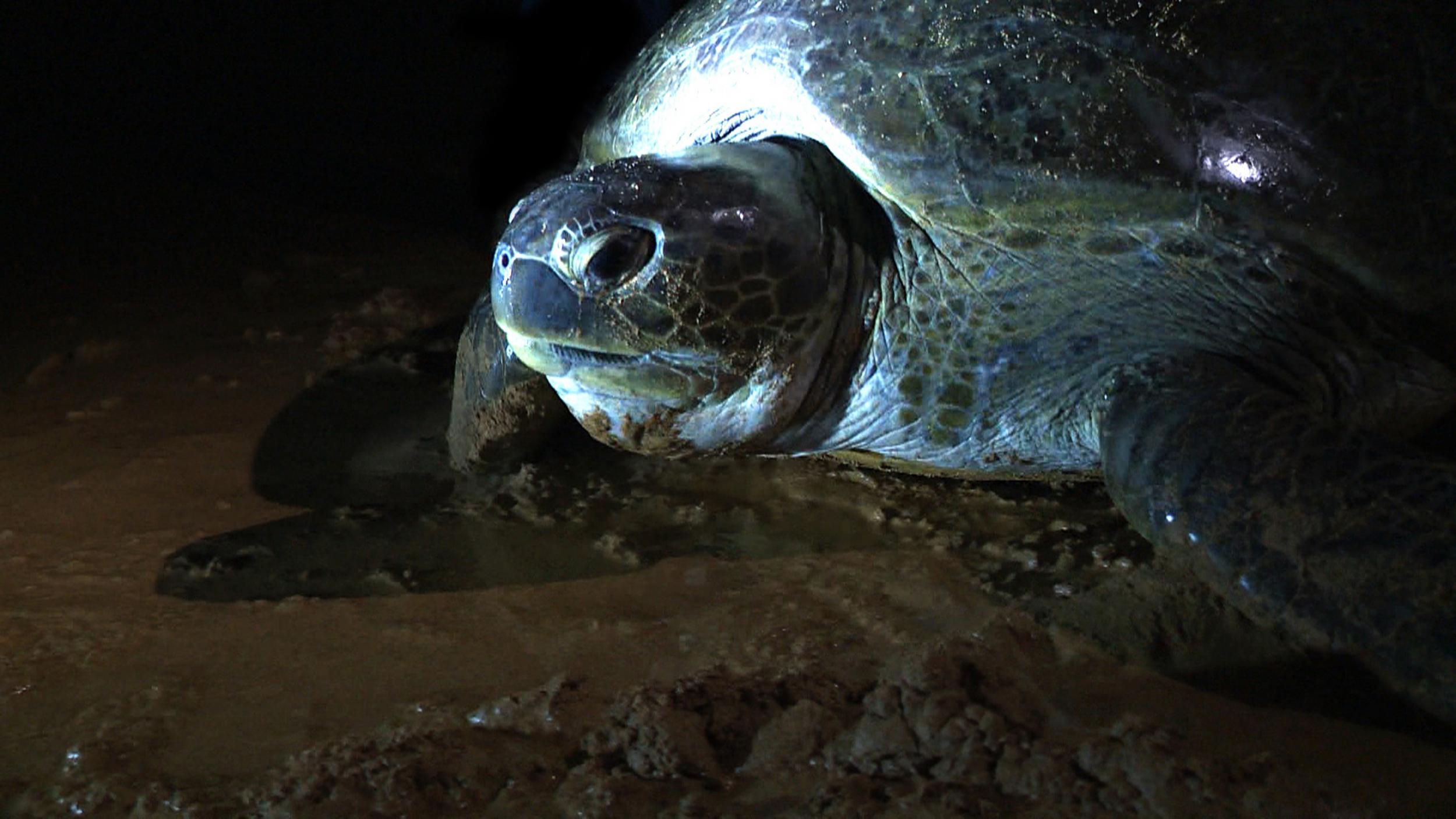 Watch sea turtles hatching between November and May