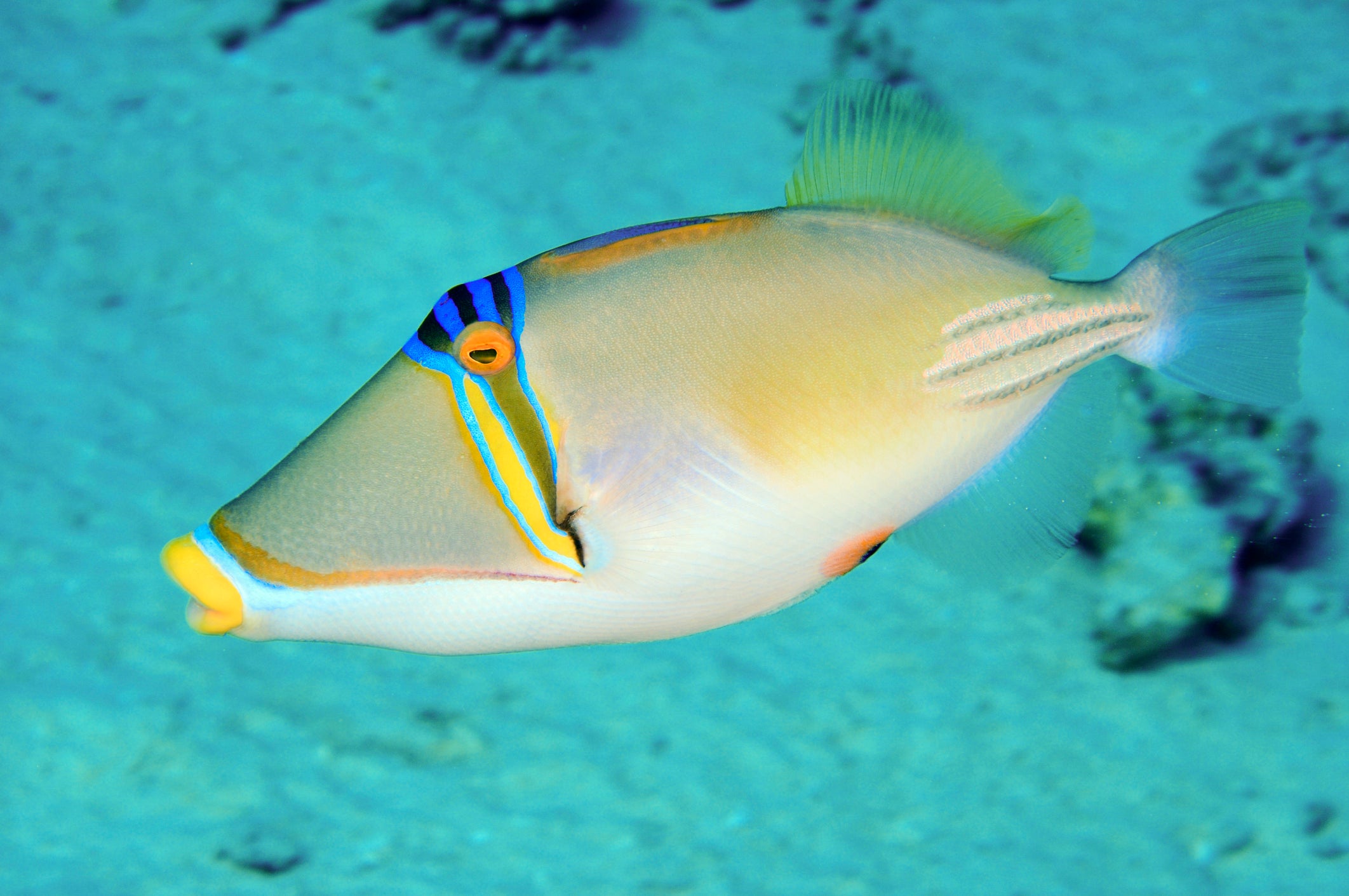 Spot exotic marine life including triggerfish on a dive trip in the Gulf of Guinea