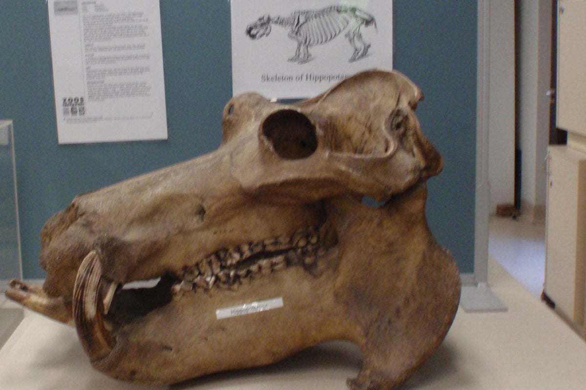 Thieves steal rare and valuable animal skeletons dating back to 1880 ...