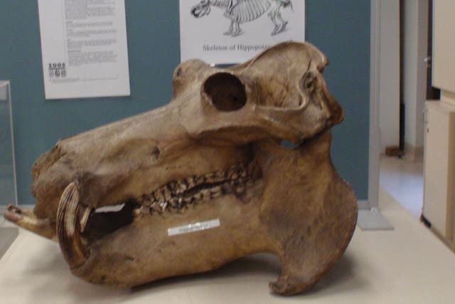 A 'full hippopotamus skull' and several other specimens are missing