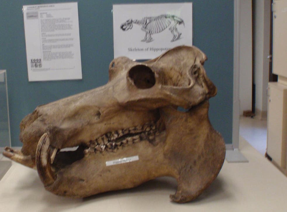 A 'full hippopotamus skull' and several other specimens are missing