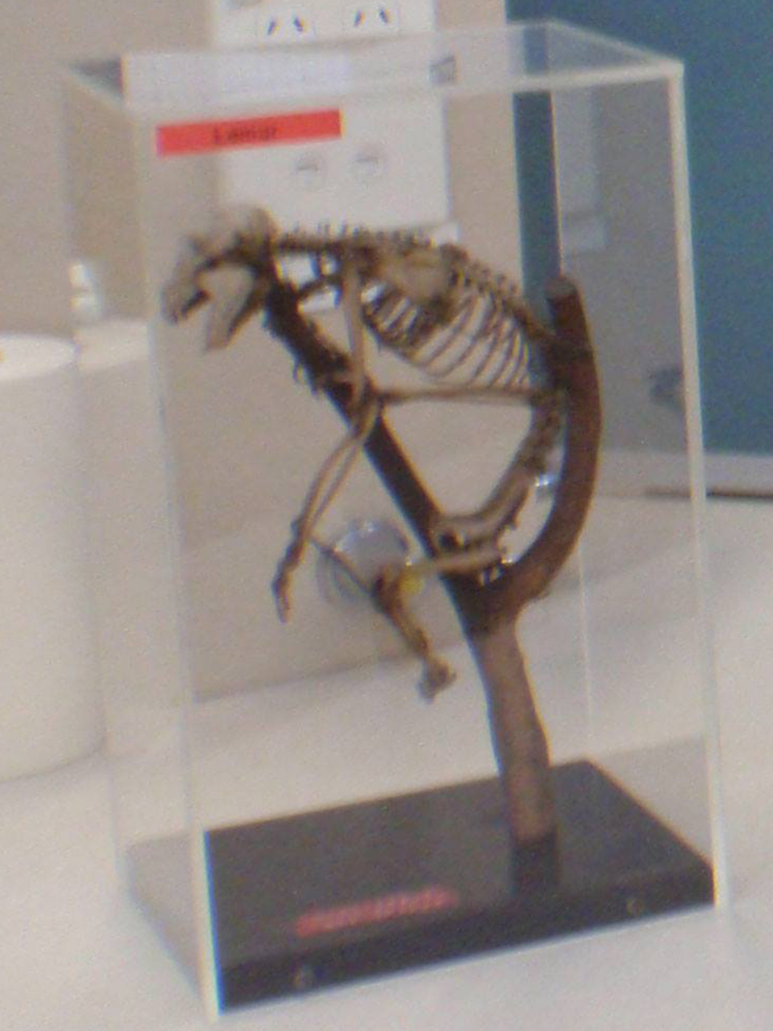 The stolen slow loris skeleton