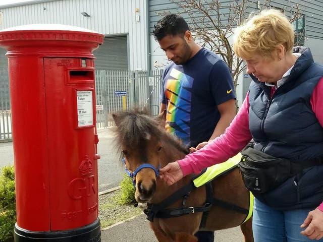 Mohammad Salim Patel,24, with his former guide-horse Digby