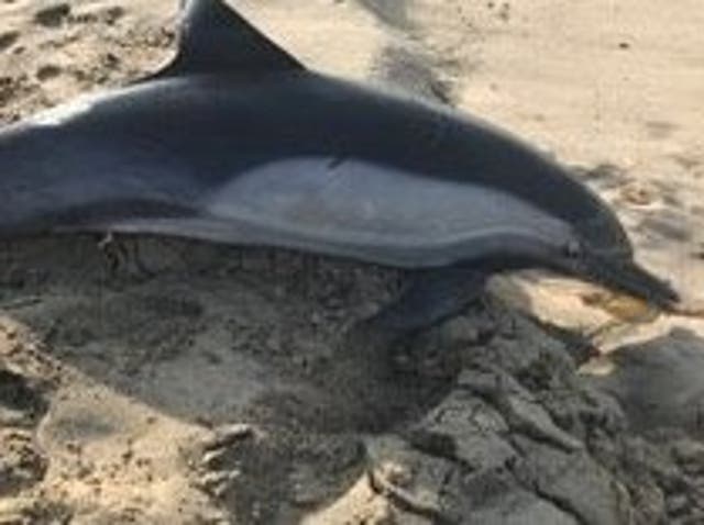 A dolphin found at Manhattan Beach, California