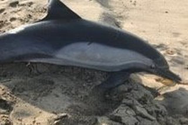 A dolphin found at Manhattan Beach, California