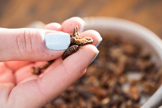 The global edible insect market is set to exceed $500m by 2023