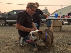 Vets battle to reunite pets with owners after deadly California fire