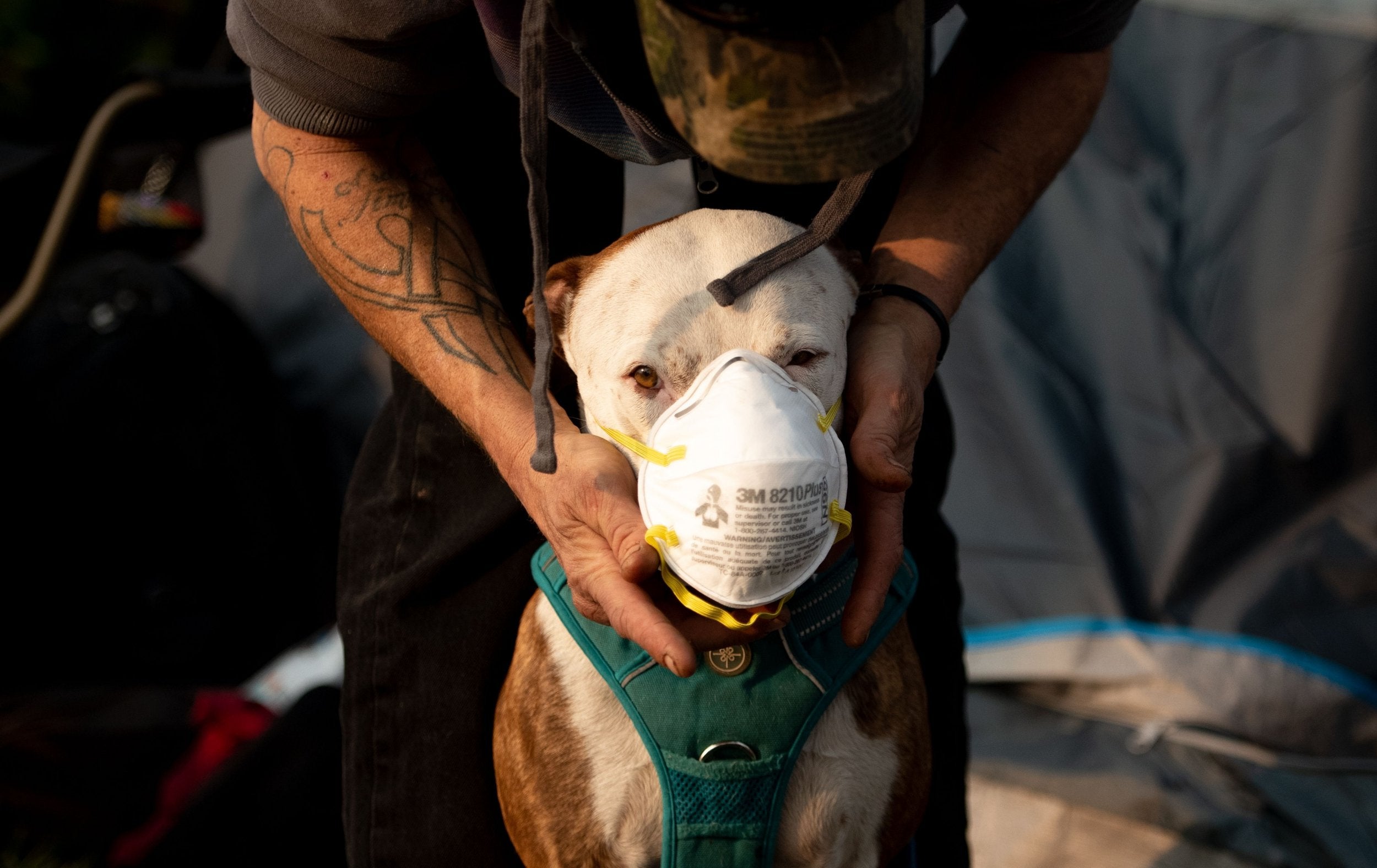 Jason House attempts to put a respirator mask on his dog Rowland at an evacuee encampment in a Walmart parking lot in Chico, California on November 17, 2018