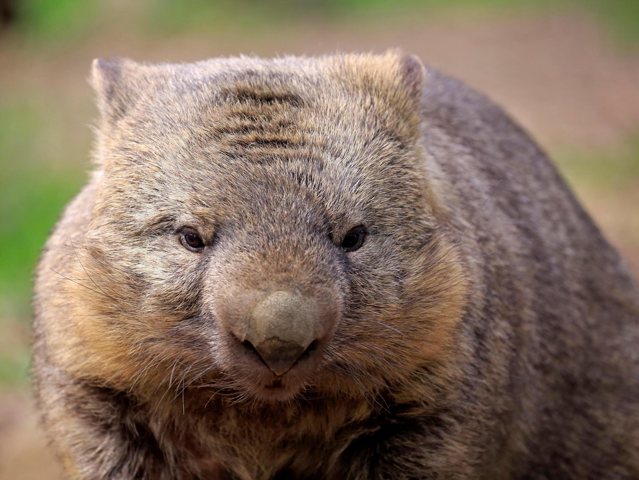 Wombats are the only animals that produce cuboid poo