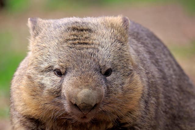 Wombats are the only animals that produce cuboid poo