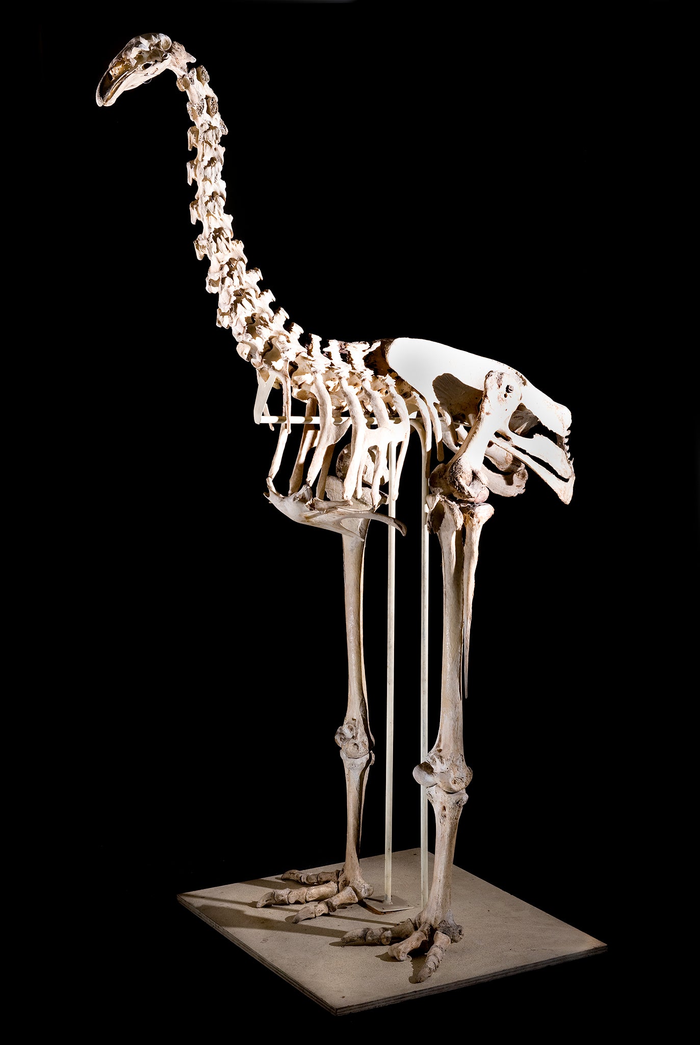 A skeleton of a giant moa found in New Zealand