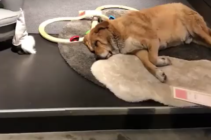 ikea dogs in store