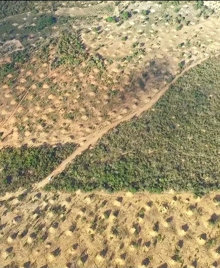 A satellite view of the mounds exposed in cleared areas