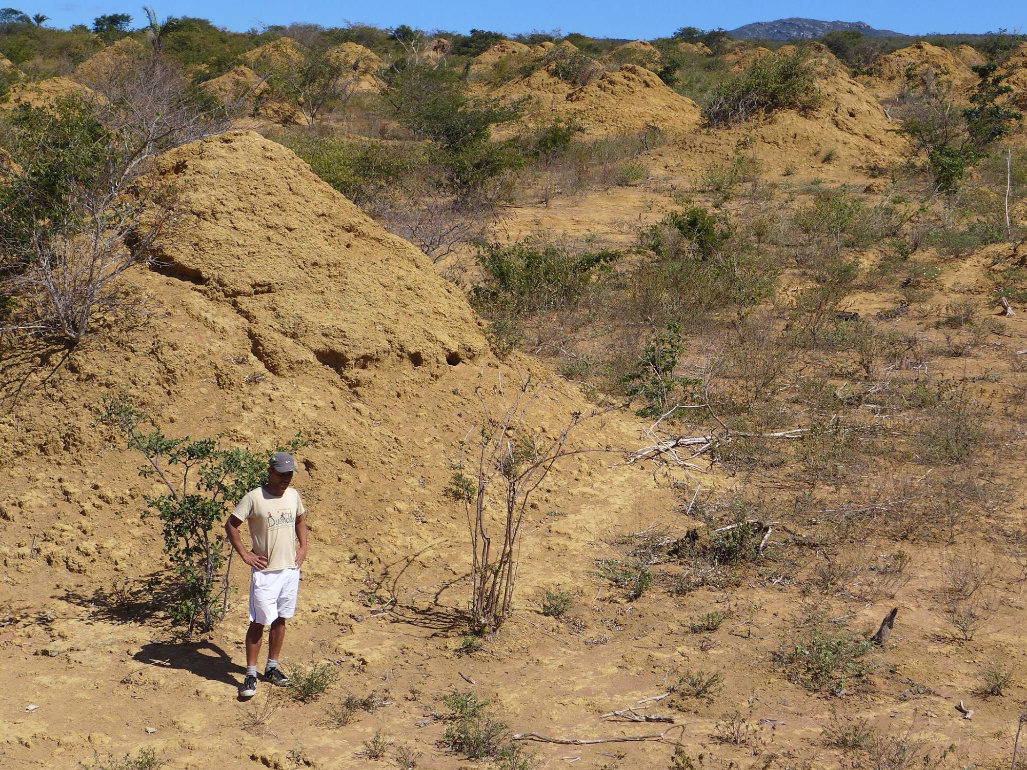 The mounds are around 2.5m tall on average, though some are much higher, and across all 200 million mounds there is enough excavated soil to build 4,000 great pyramids of Giza