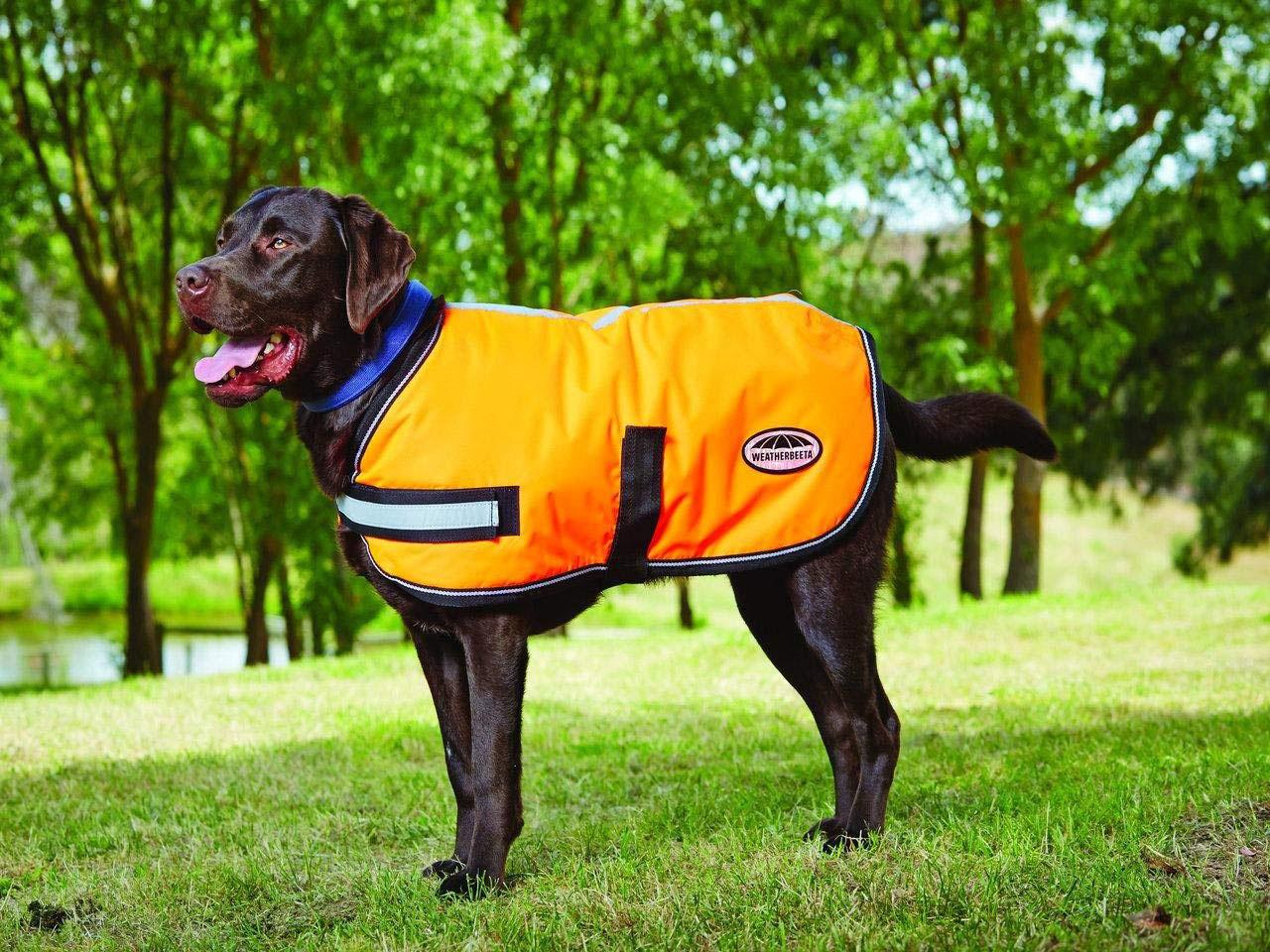 3 best dog coats