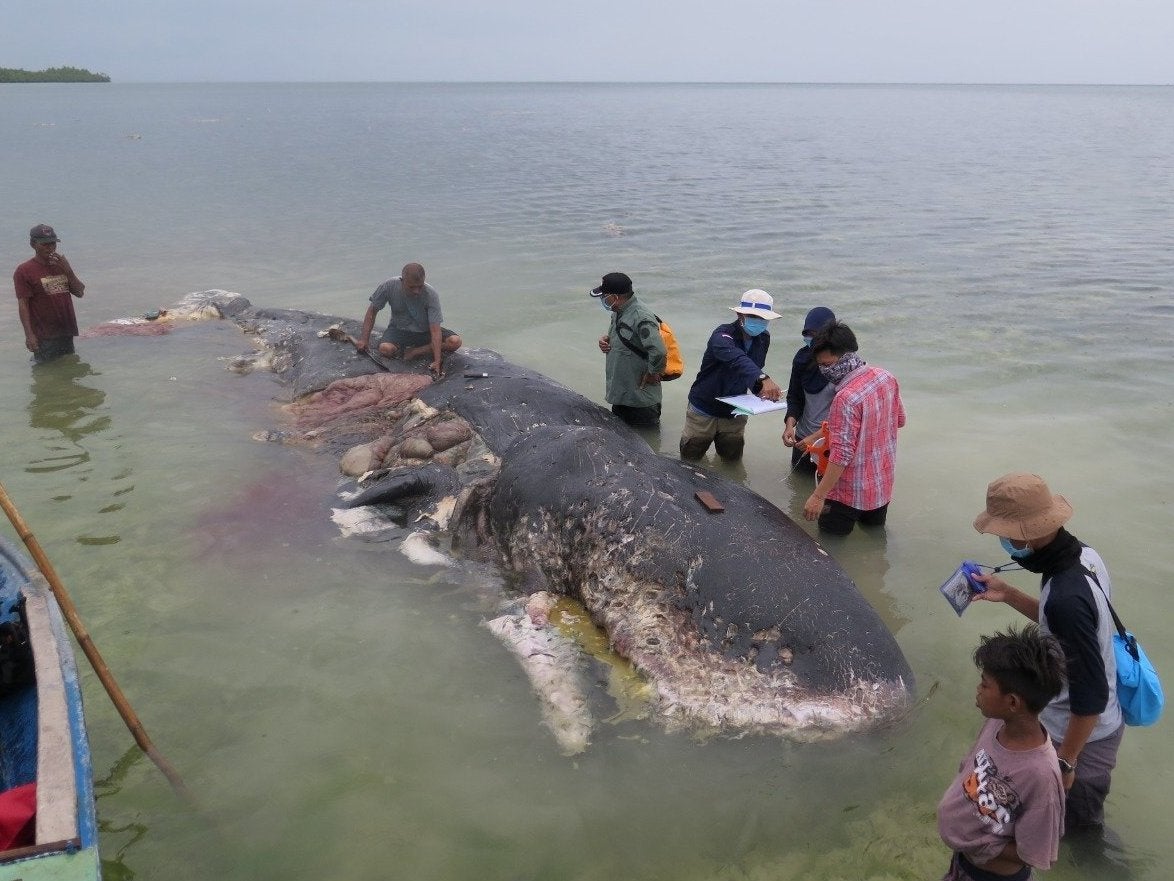 A stranded whale with plastic in his belly is seen in Wakatobi, Southeast Sulawesi, Indonesia