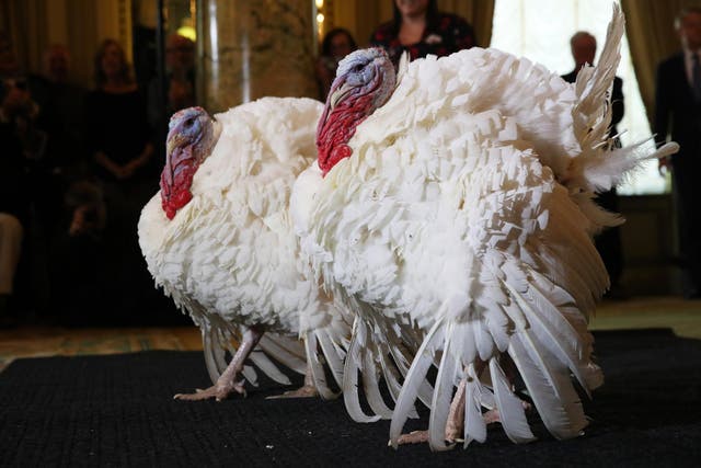 Peas and Carrots, the National Thanksgiving Turkey and its alternate, at the Willard Hotel in Washington, DC