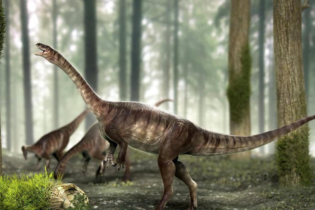 An artist's impression of the three newly discovered long-necked dinosaurs
