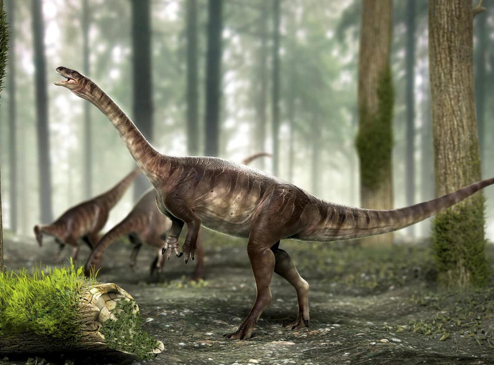 An artist's impression of the three newly discovered long-necked dinosaurs