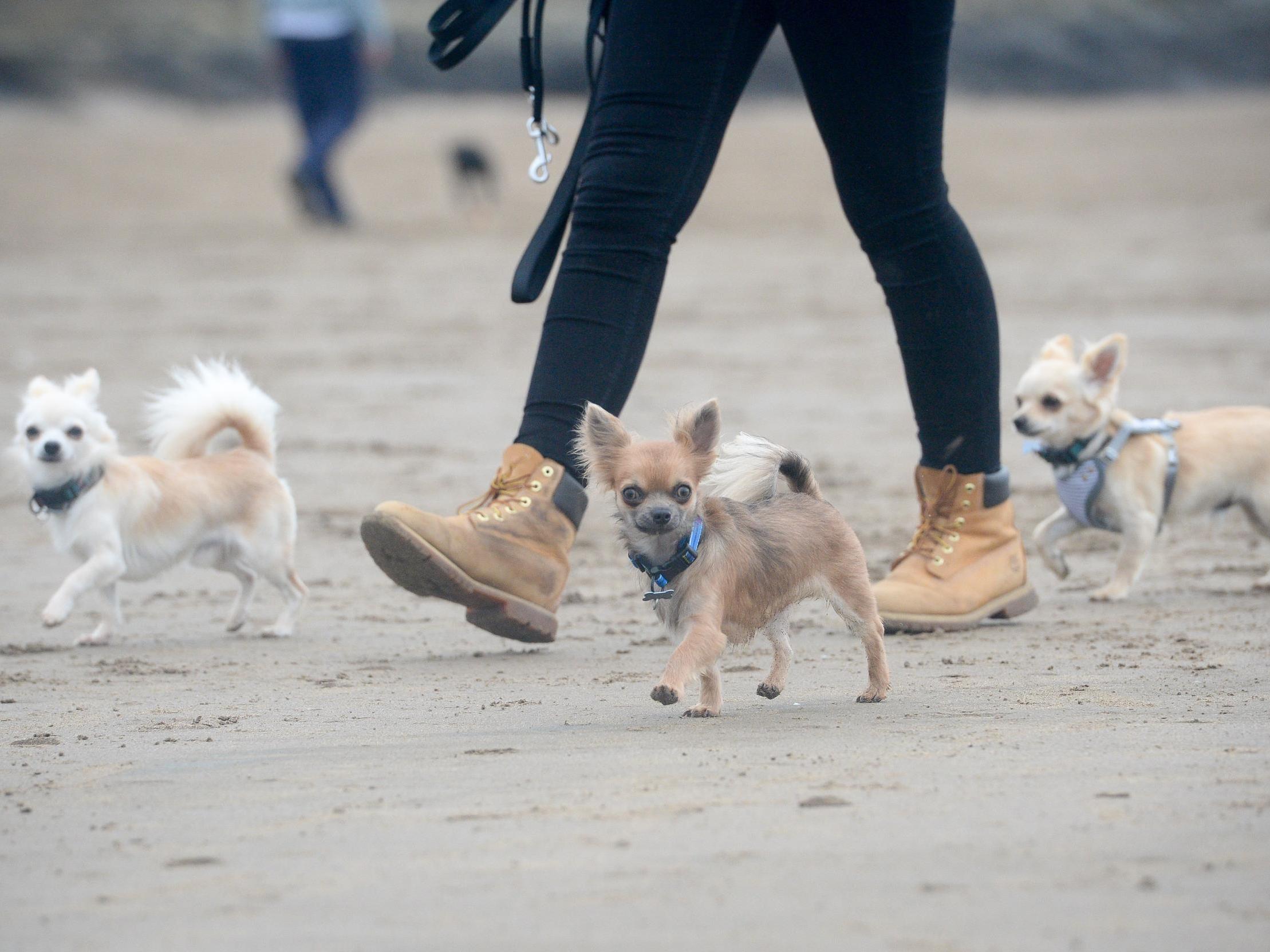 Dog walkers and their pets enjoy the full use of the beach at Barry Island, Vale of Glamorgan, Wales