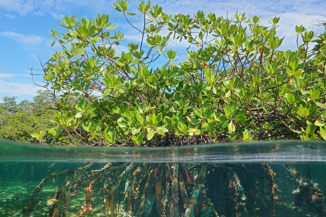 Mangroves have distinctive visible roots