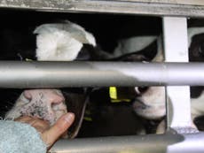May deal ‘kills hopes of ban on live animal exports’