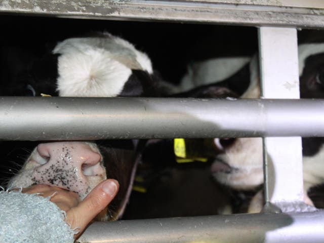 Calves being transported on a lorry through Ramsgate this month try to suckle from people’s fingers