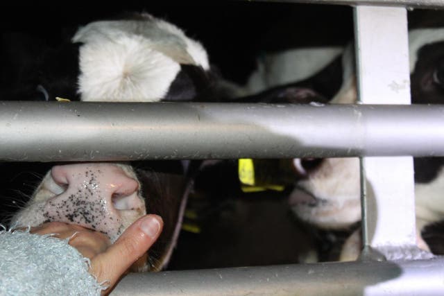 Calves being transported on a lorry through Ramsgate this month try to suckle from people’s fingers